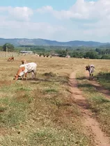 Se Vende Finca Ganadera