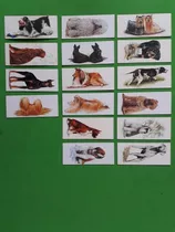 Lote 16 Cards Diferentes Surpresa Cães De Raça - 170 O Lote