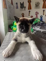 Akita Americano Cachorros