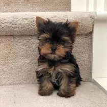 Yorkshire Terrier Belos Filhotes Microchipados Com Pedigree