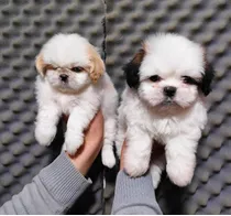 Cachorros Shihtzu Puros 350 