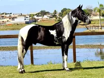 Cavalo Garanhão Pampa De Preto Homozigoto Marcha Picada 