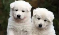 Samoyedo Cachorros En 350 Cada Uno