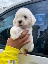 Cachorritos French Poodle Blancos Toy