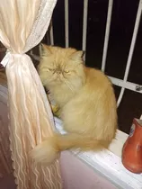 Hermoso Gato Persa
