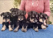 Schnauzer Miniatura Negro Plata - Inscritos Kcc