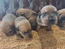 Cane Corso Cachorro