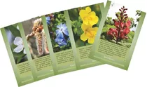 40 Cards Florais De Bach Com Texto Tam 10x15 Cm Papel 300 Gr