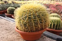 200 Semillas De Echinocactus Grusonii Asiento De Suegra