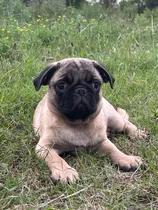 Pug Carlino Macho Dos Vacunas