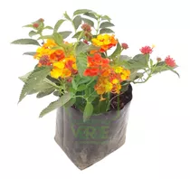 Planta Lantana