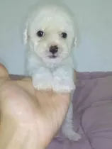 Cachorritos French Poodle Minitoy Tacita De Te 