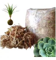 Musgo Sphagnum Para Kokedamas (5 Kilos, No Deshidratado)