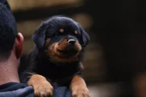 Rottweiler Filhotes Macho