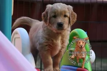 Cachorros Golden Retriever Consulte Envios A Todo El Pais