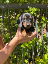 Hermosos Cachorros Mini Dachshund Salchichas