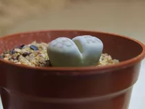 Cactus Lithops - Flor De Piedra 