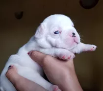 Bellos Bulldog Frances Machos Y Hembras Gen Blue, Papa Merle