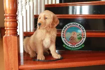 Preciosos Y Puros Cachorros Golden Retriever Premium