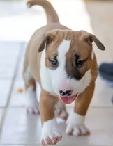 Cachorro Bull Terrier Perros Perritos Vull Terrier Dogs