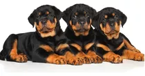 Cachorro Rottweiler 09