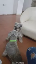 Schnauzer Mini Cachorros 