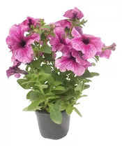 Planta Petunia