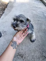 Macho Schnauzer  Miniatura Negra,de Criadero