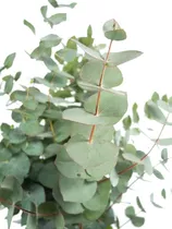 Arbolito De 1 Metro Eucalyptus Cinerea - Eucalipto Dolar