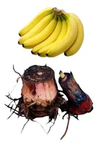 3 Mudas De Banana Nanica (rizomas)