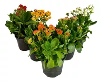 Kalanchoe (variedad Sencillo)