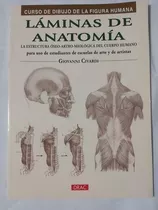 Laminas De Anatomia:curso Dibujo Figura Humana
