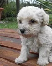 Lindos Y Sanos Cachorritos French Poodle Mini 150 C/u