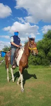 Caballo Tobeano De Confianza, Manso Para Todo, 4 Años 1.63 