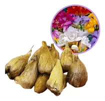 Bulbos Fresias Dobles Gigantes Perfumados X10 Colores Varios