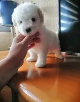 French Poodle Mini Toy 