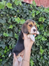 Beagles Enanos