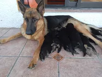 Cachorros Pastor Alemán 