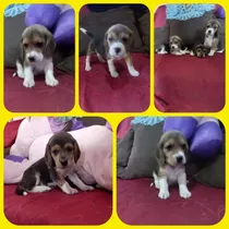 Lindos Beagle Tricolores 100%puros Garantizados 