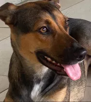 Busco Hogar Para Este Perro