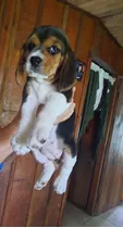 Perra Beagle 