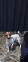 Jack Russell Cachorro De 8 Meses