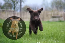 Cachorros Labrador Chocolate Hembras Y Machos Insuperables
