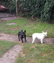 Pensionado De Mascotas, Paseos Y Entrenamiento