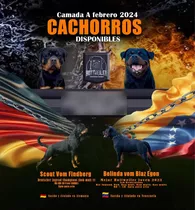 Cachorros Rottweiler Caracas Súper Top