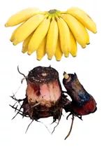 4 Mudas De Banana Prata + 4 Nanicas (rizomas)