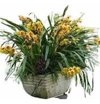 Matas Grande De Orquídea Cymbidium Súper Aromáticas 