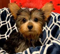 Perros Yorkie Cachorro Yorkshire Terrier Tea Cup Disponibles