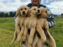 Vendo Perritos Golden Retriever