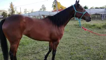 Vendo Yegua Spc 4 Años Perdedora